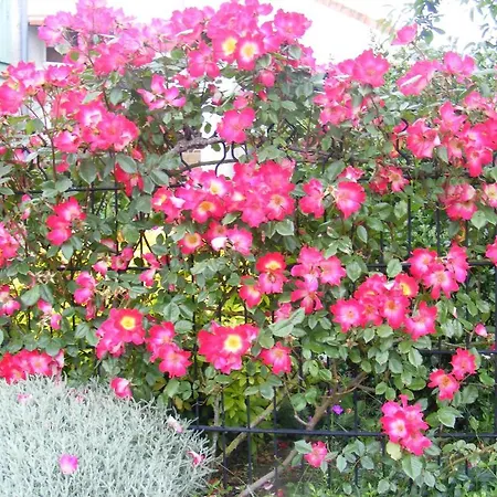 Chambres D'hotes Vignes Et Loire Bed & Breakfast *