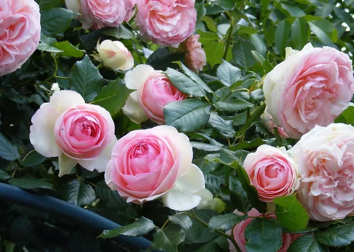 D'hotes Vignes Et Loire לינה וארוחת בוקר 3*